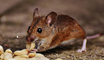 24 Hour & Emergency Exterminators in Wickham Spur, IA